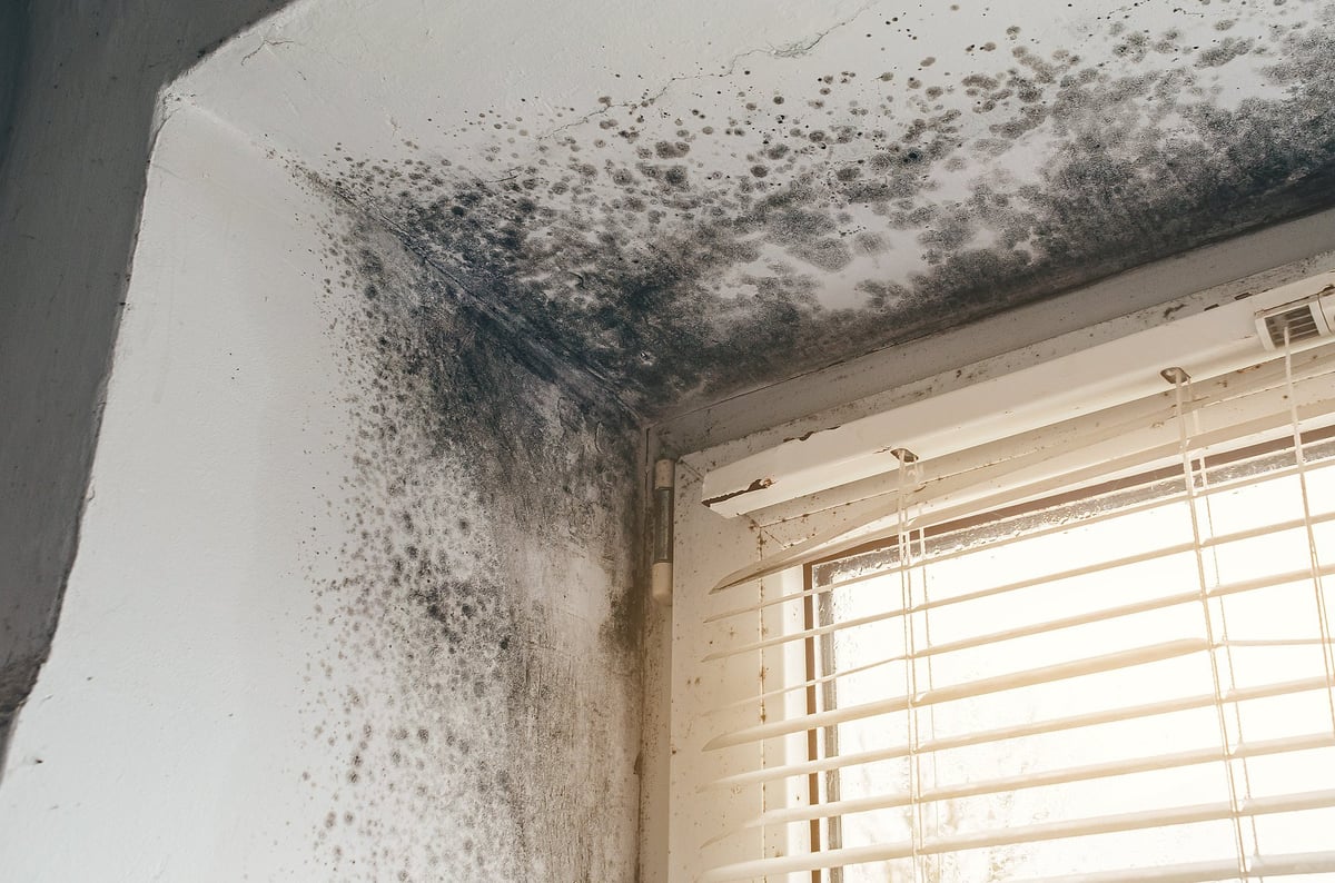 Black mold growth on walls and ceiling near window from prolonged moisture from an undetected leak